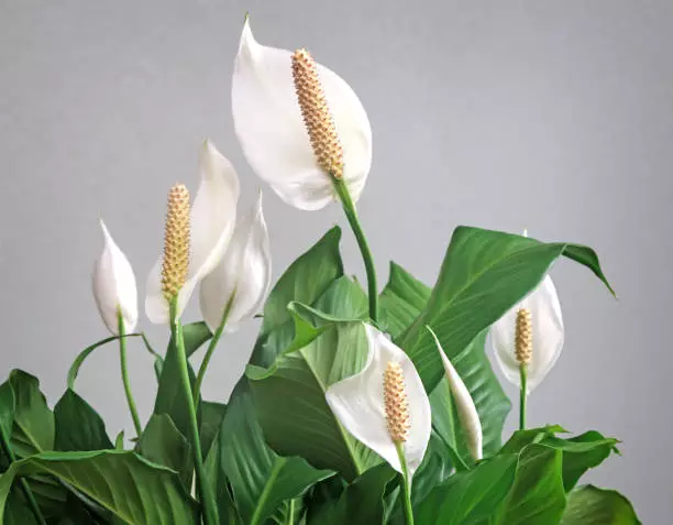 peace lily not flowering