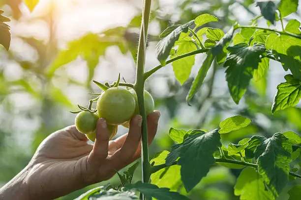 picking green tomato
