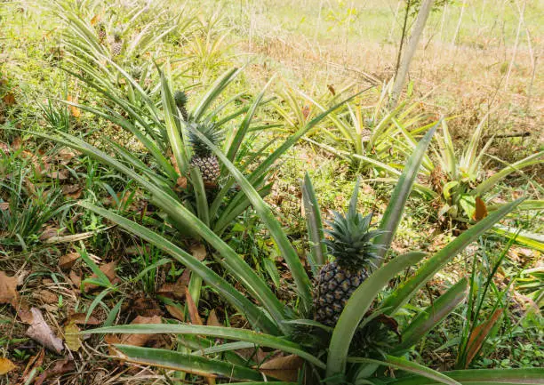 pineapple plant looks like aloe vera