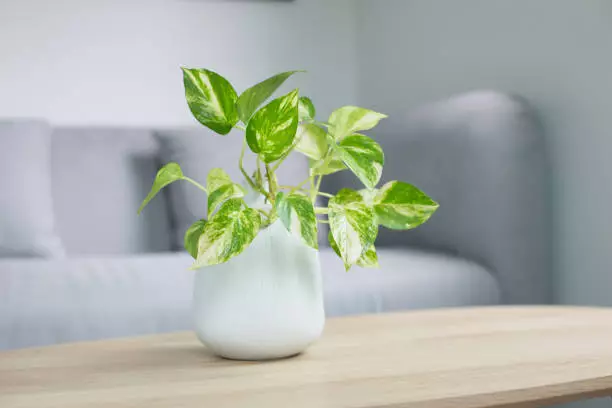 pothos plant leggy thin