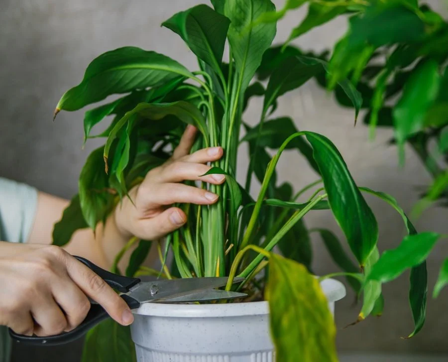 pruning a Peace Lily 2