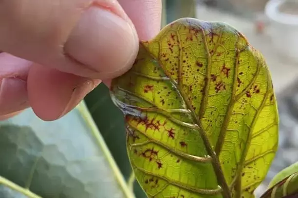 red spot on fiddle leaf fig