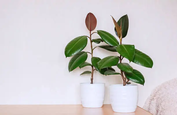 rubber plant low light indoor