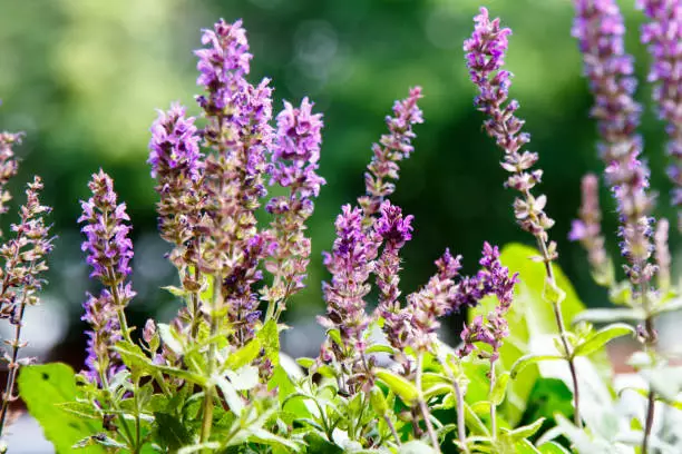sage herb purple flower