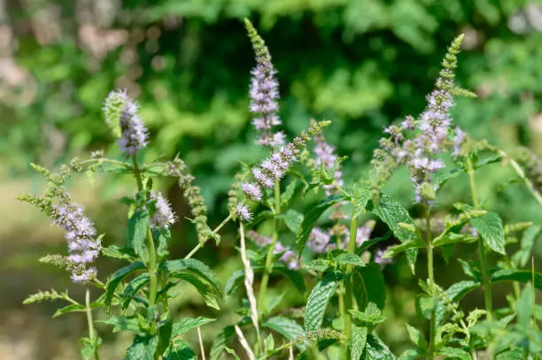 spearmint herb purple flower