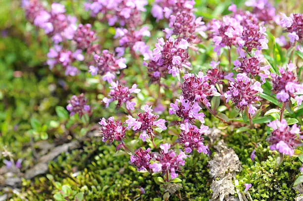 thyme herb purple plant