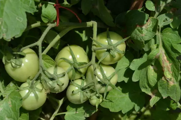 tomatoes not turning red