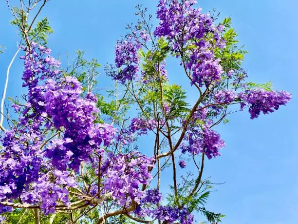 trees with purple flower jacaranda