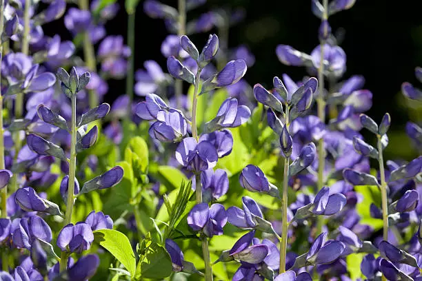 wild indigo herb purple flower