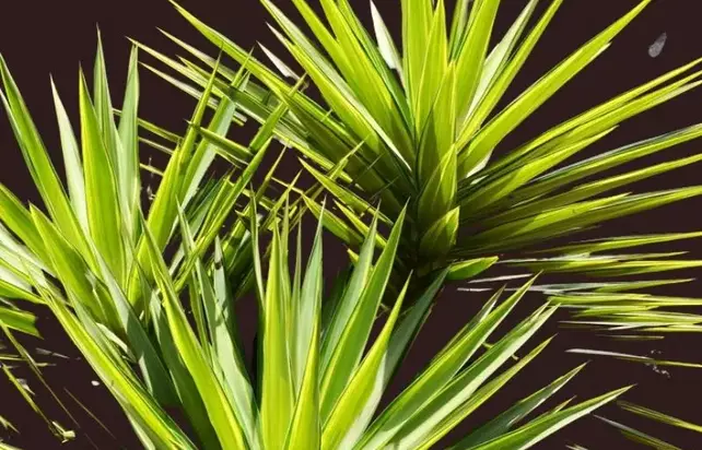 yucca plant looks like aloe vera