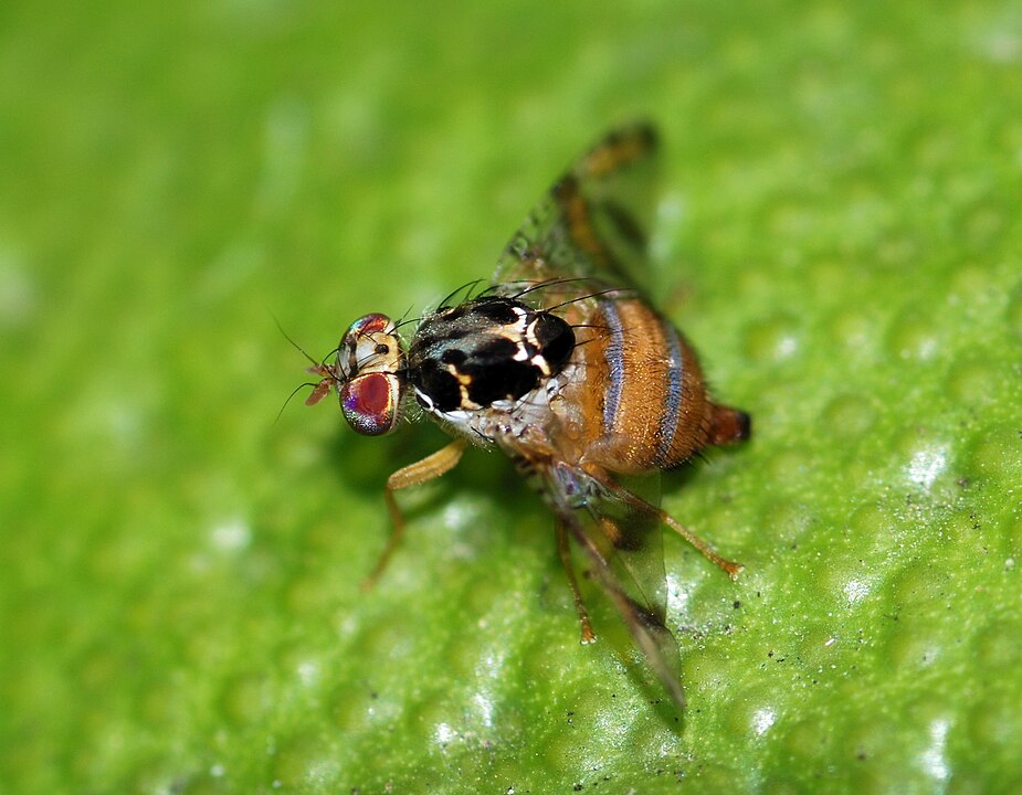 Mediterranean fruit fly (Ceratitiscapitata)