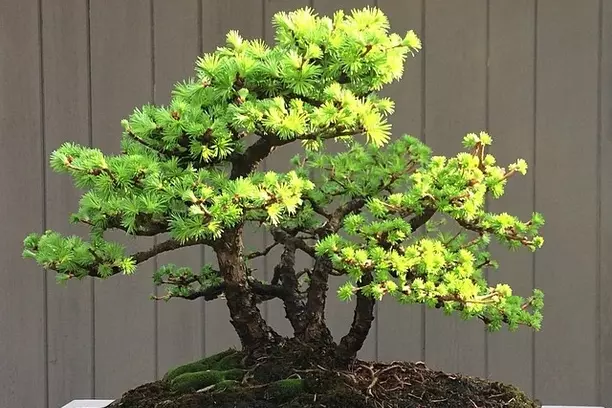 Japanese Larch bonsai