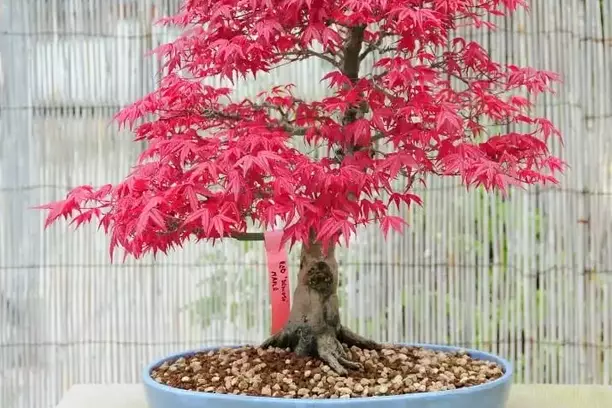 Japanese maple plant