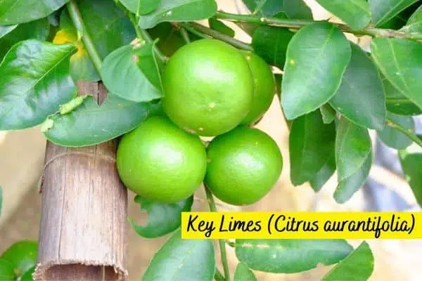 Types of Lime Trees Key Limes fruit