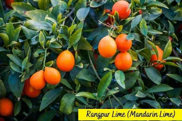 Types of lime trees Rangpur lime Mandarin lime min