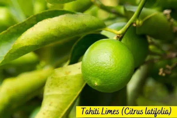 Types of lime trees tahiti lime tree with fruit