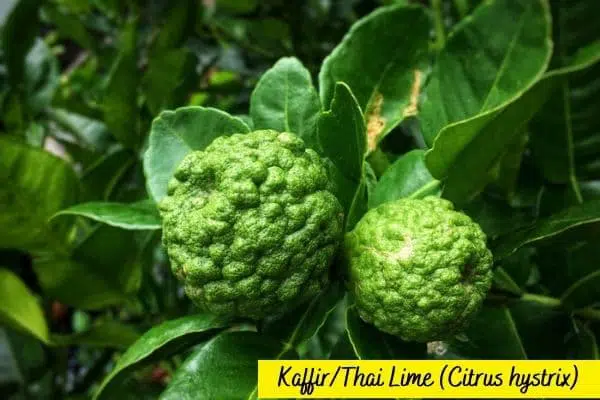 Types of lime trees thai lime kaffir lime
