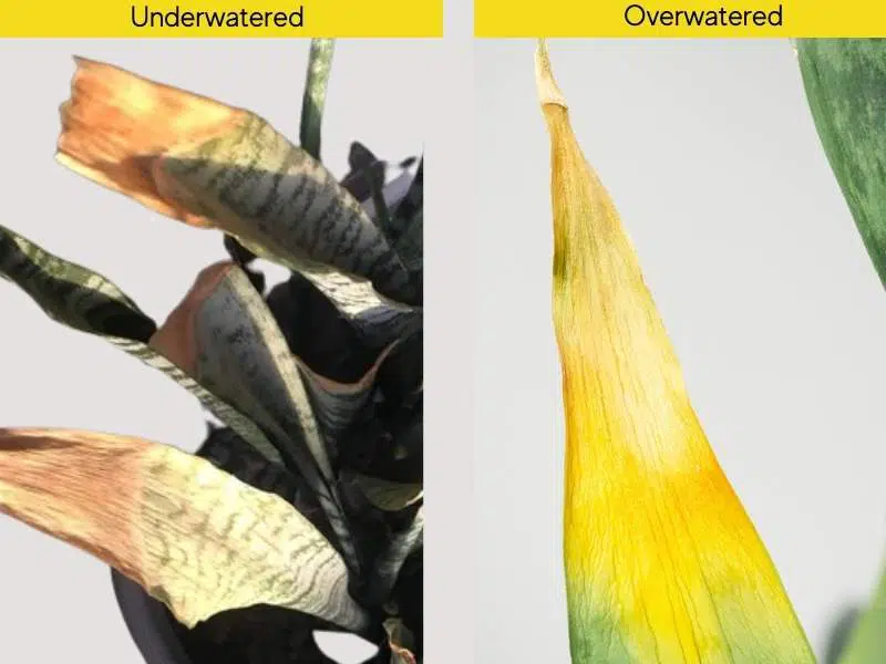 Underwatered vs overwatered snake Plant