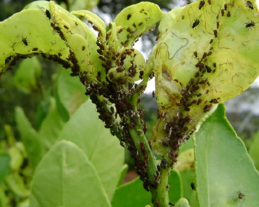 aphids on lemon leaves