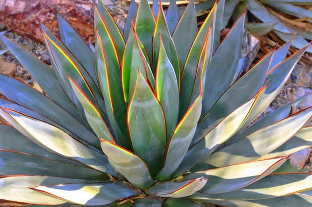 blue glow agave