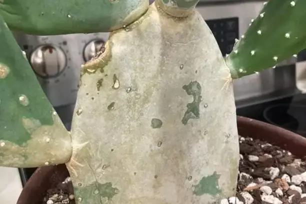 cactus turning white