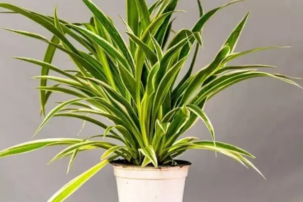 chlorophytum spider plant