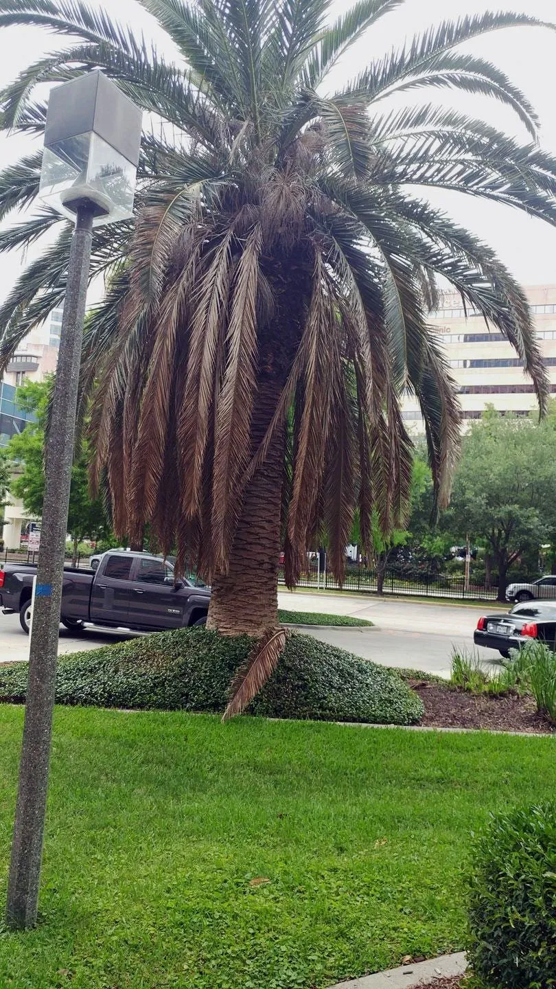 Palm losing frond. 