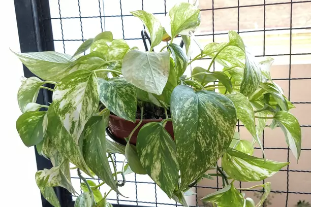 drooping pothos