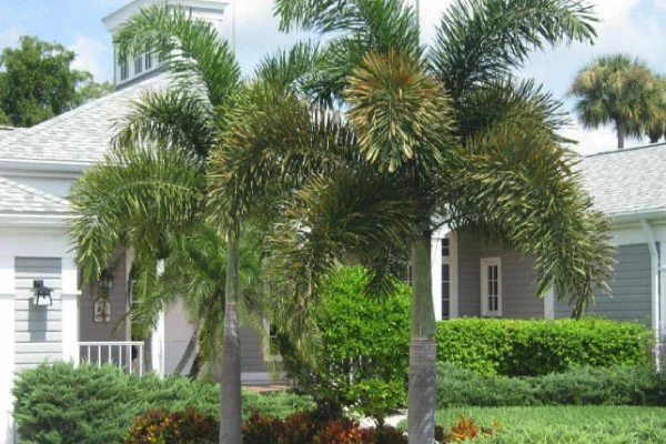foxtail palm problems
