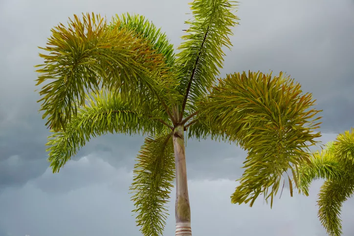 Foxtail palm.