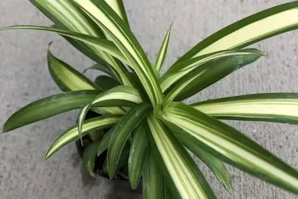 hawaiian spider plant