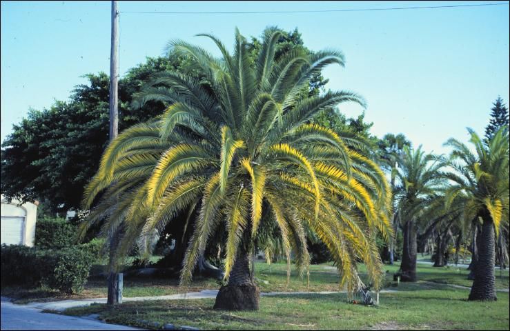Magnesium deficiency (mid-canopy) and potassium deficiency (lower canopy) symptoms on Phoenix canariensis.