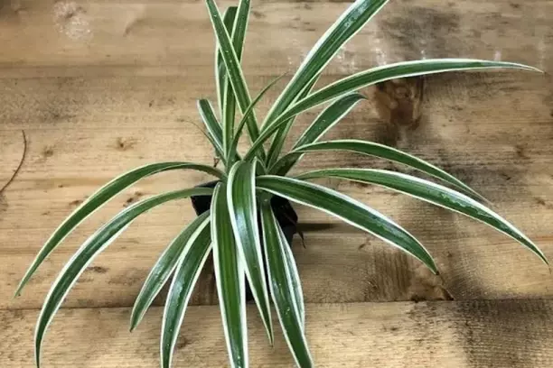 reverse variegated spider plant
