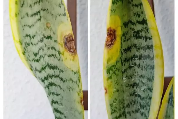 root rot problem on snake plant