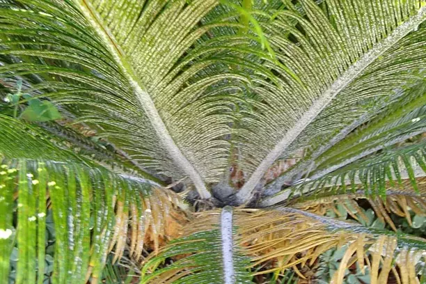 scale on palm trees