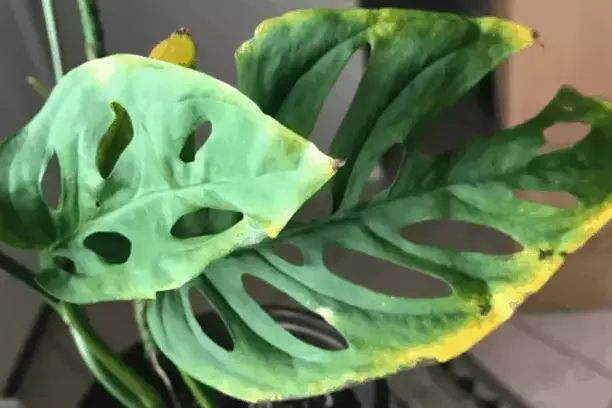 signs of overwatered monstera