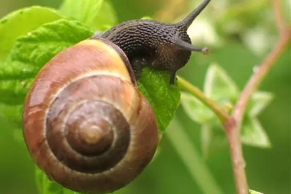 snail slug