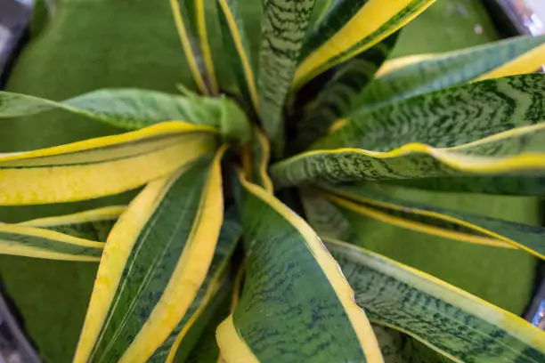 snake plant leaves curling
