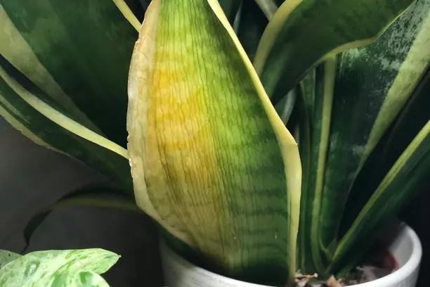 snake plant leaves turns yellow