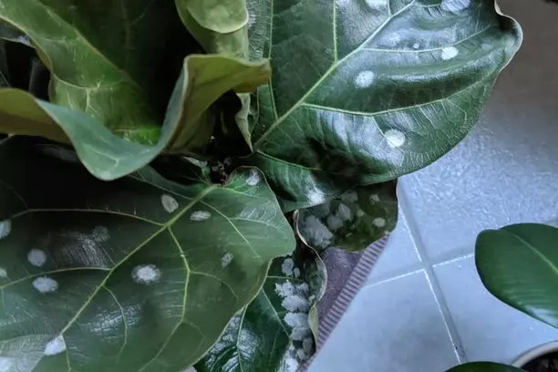 white spots on fiddle leaf fig