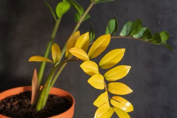 yellow zz plant leaves